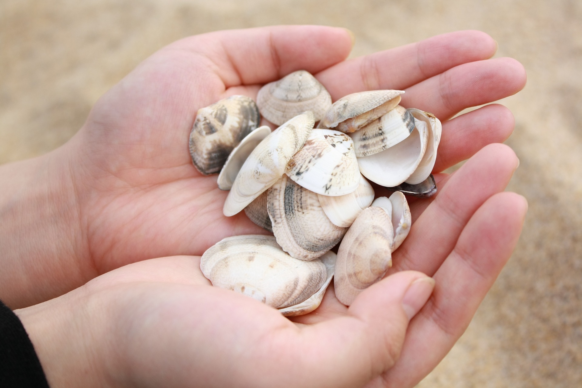Conchas desde la orilla de la playa
